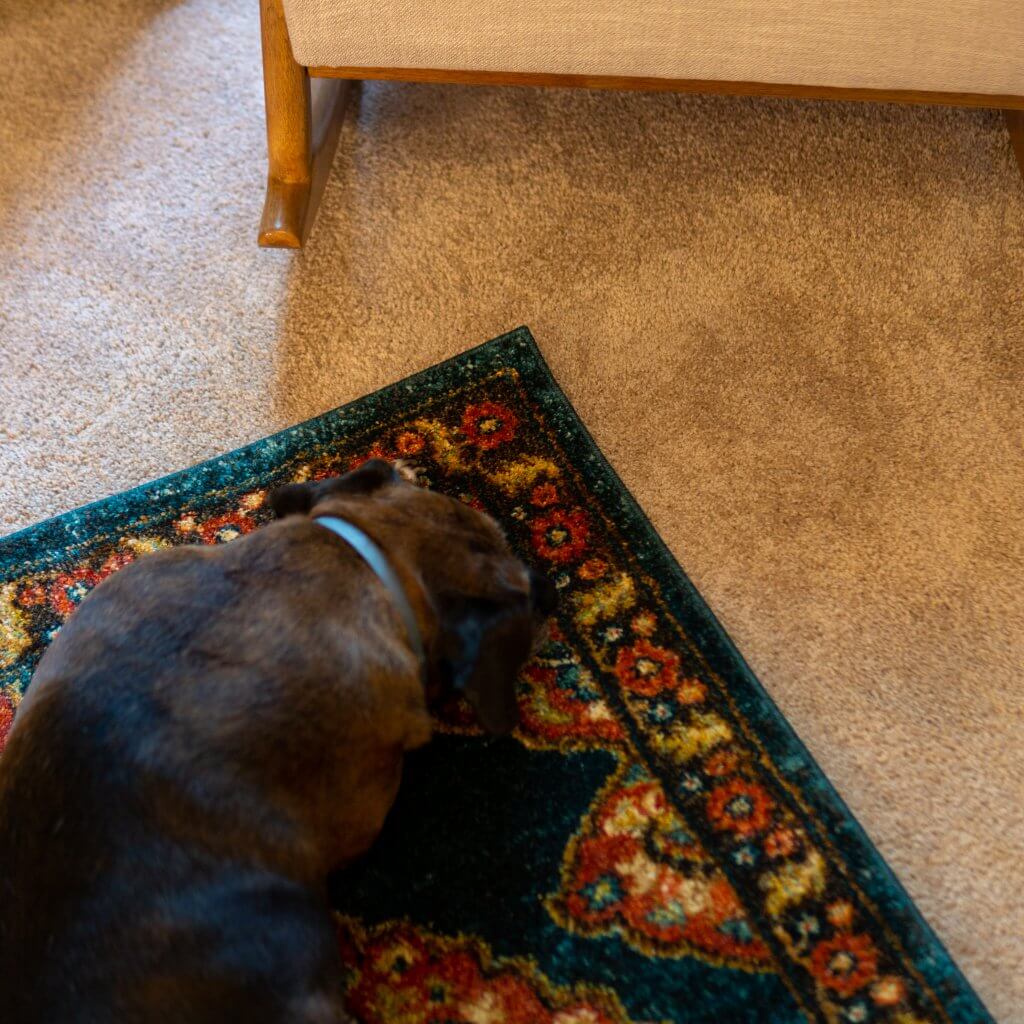 Calypso or #notashopdog on the new rug from Home Depot